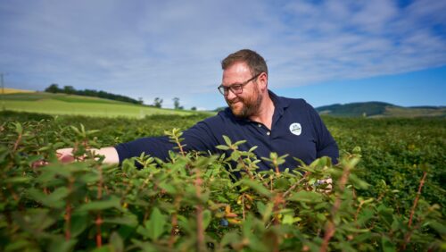 Fin Hay Honeyberry Grower